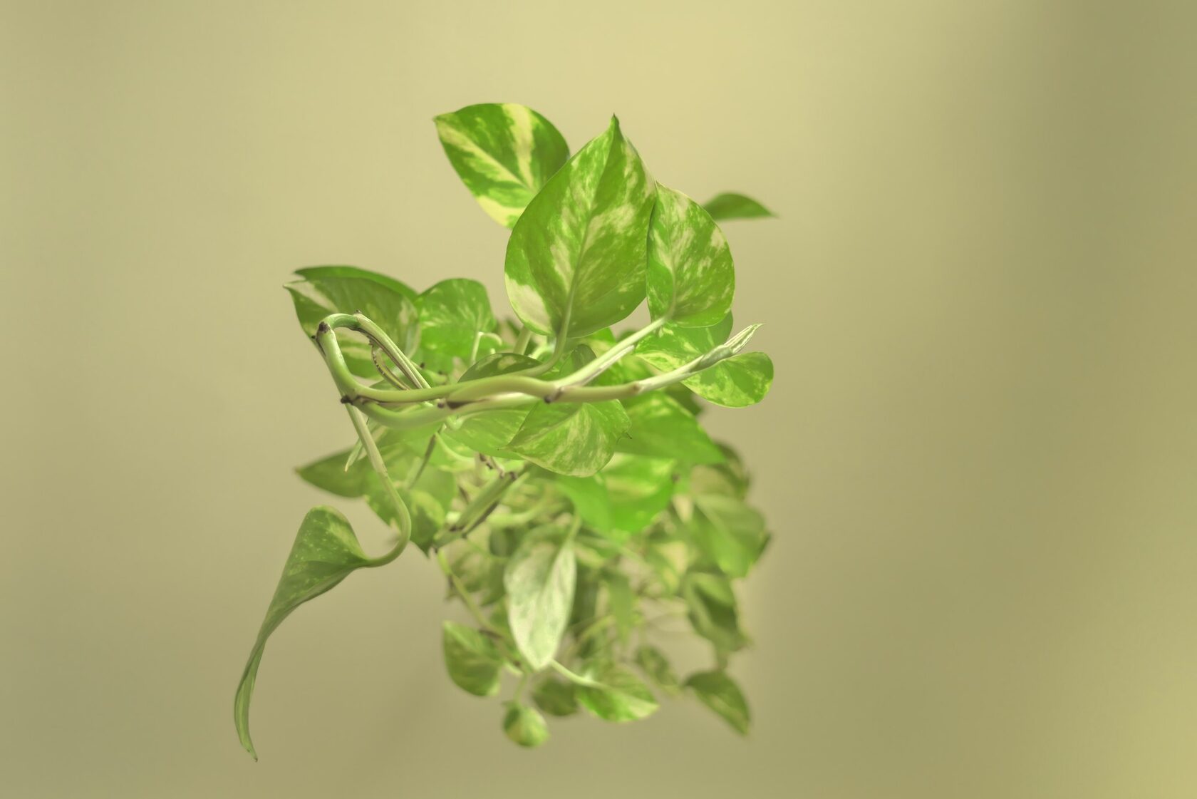 Close-up of fresh green pothos foliage on a soft sage background
